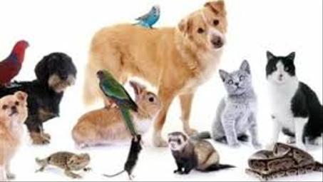 مستلزمات الحيوانات الأليفة