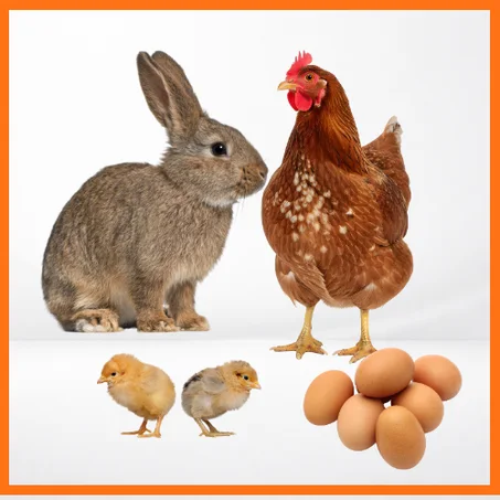 منتجات فلاحية بلدية