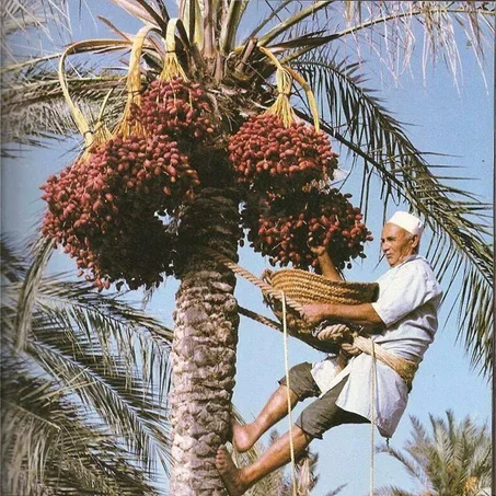 Oasis Family Harvest Dates – Sun-Ripened Moroccan Selection