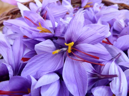 زعفران