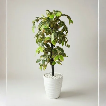 نبتة الكروتون🌿