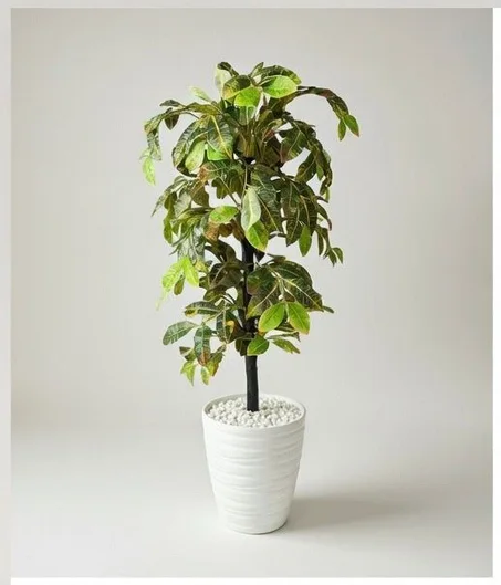 نبتة الكروتون🌿