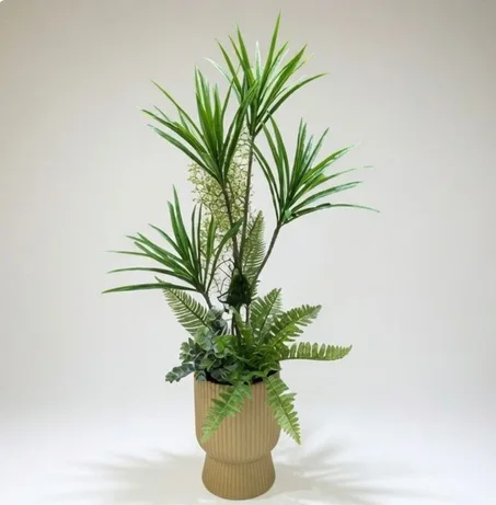 نبتة الدراسينا