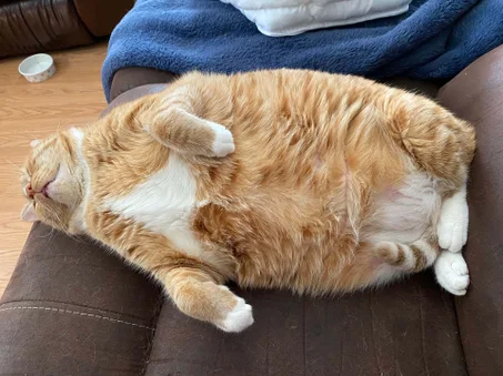 Fat meow