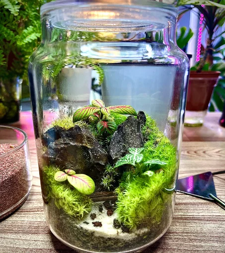 حديقة V شييب