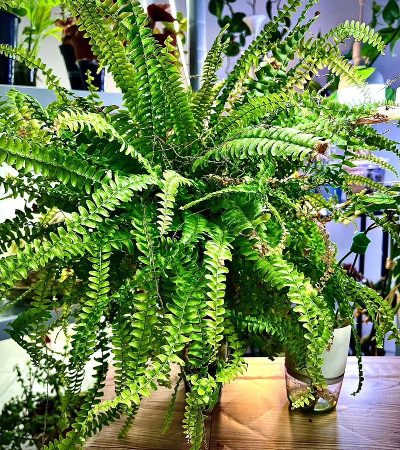 نبات الخنشار ذاتي الري