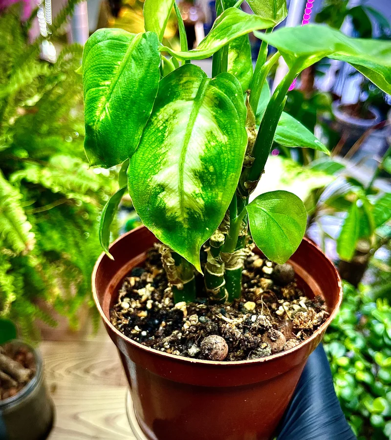 نبتة ديفنباخيا قوار عادي ذاتي الري حجم صغير