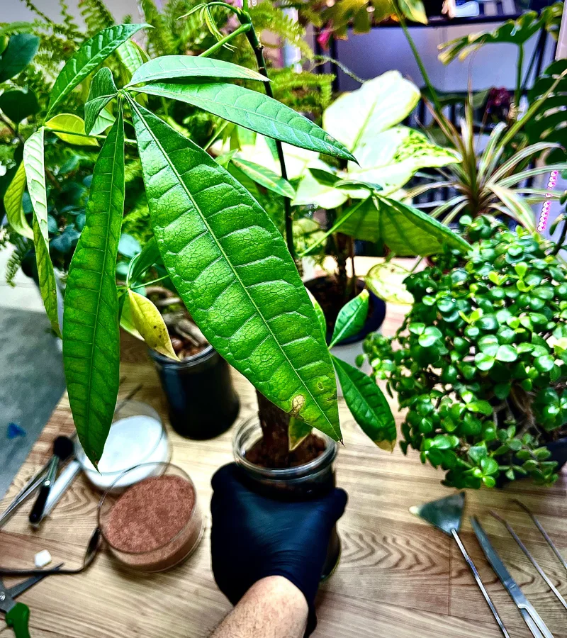 نبتة الباشيرا زراعة مائية