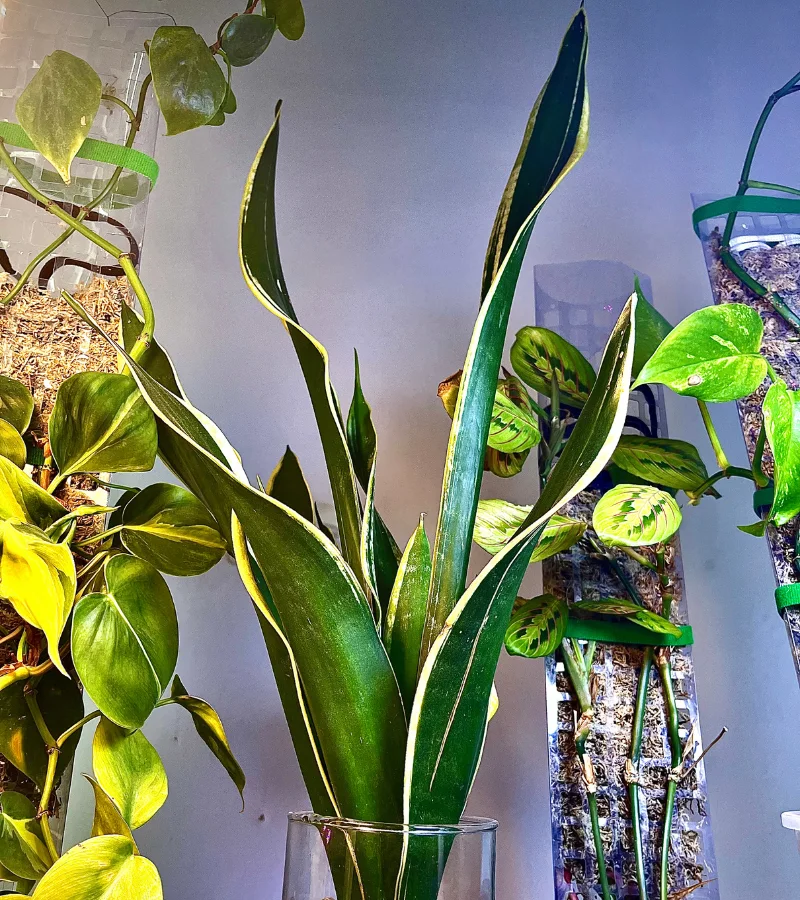 نبتة جلد النمر زراعة مائية بوعاء زجاجي انيق