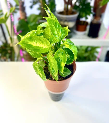 نبتة ديفنباخيا قوار عادي ذاتي الري حجم صغير