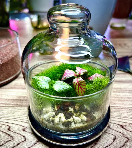 غابة كينابالو الزجاجية