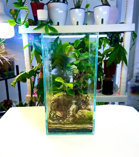 غابة البونساي الكبيرة