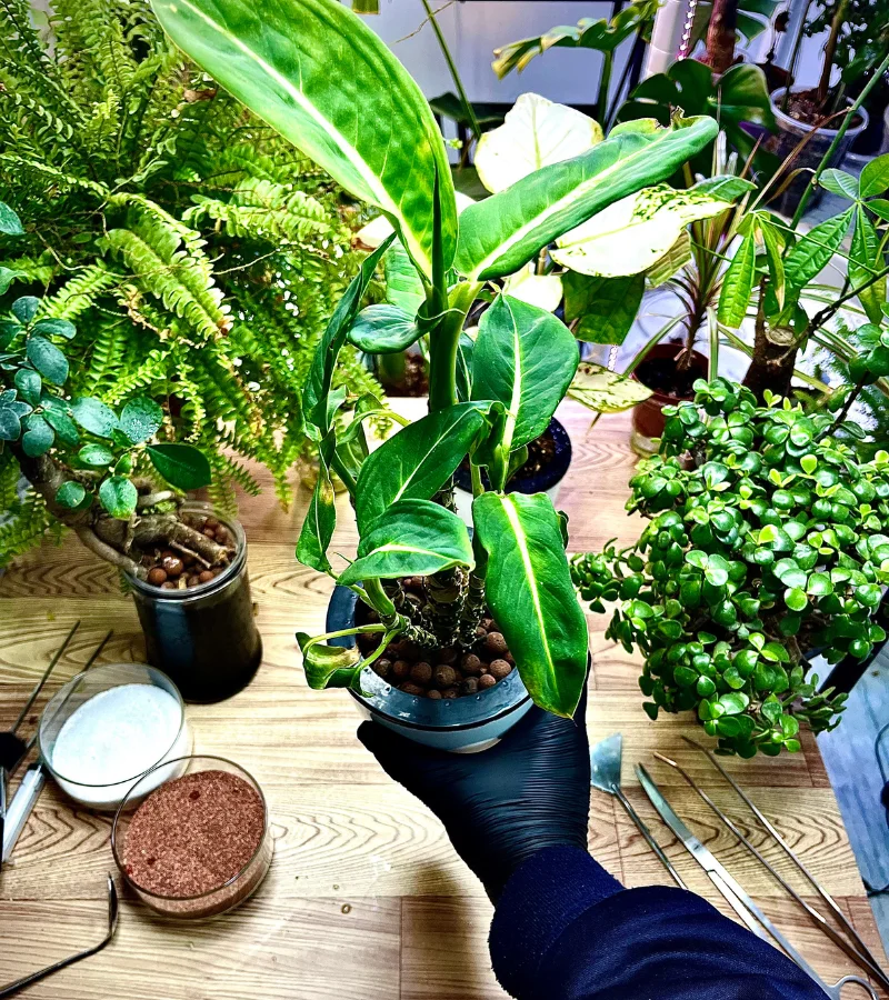 نبات الديفنباخيا بقوار زراعة مائية