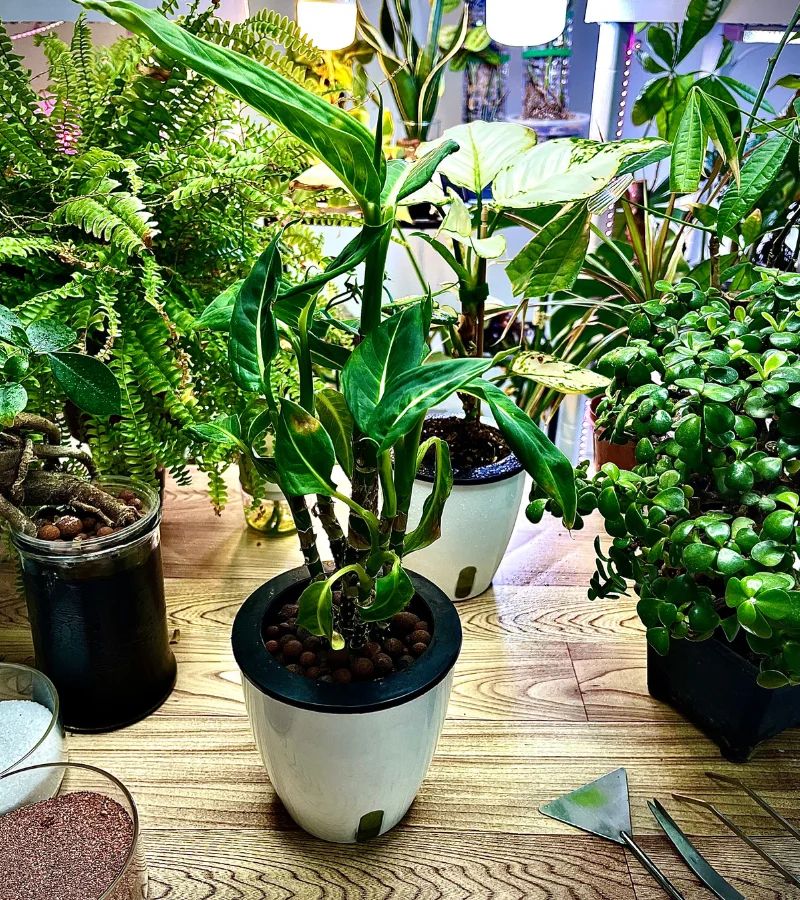 نبات الديفنباخيا بقوار زراعة مائية