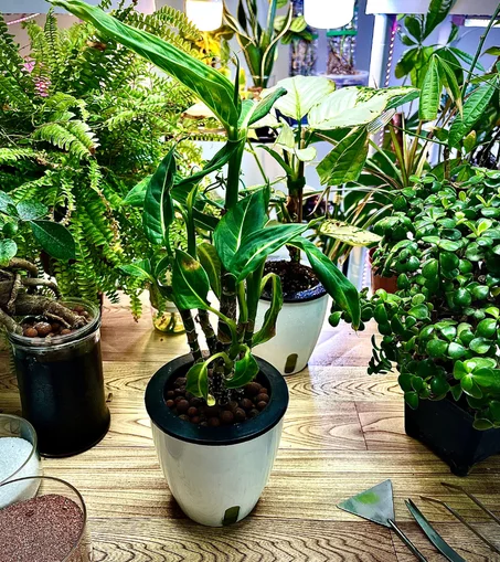 نبات الديفنباخيا بقوار زراعة مائية