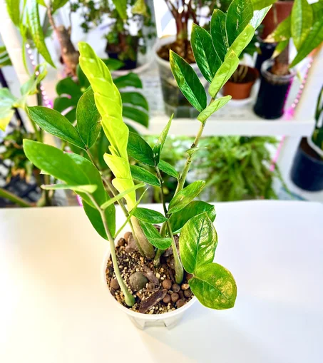 نبات الزاميا في قوار شفاف ذاتي الري