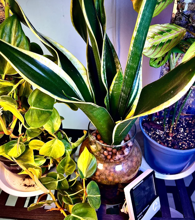 نبتة جلد النمر زراعة مائية بوعاء زجاجي انيق