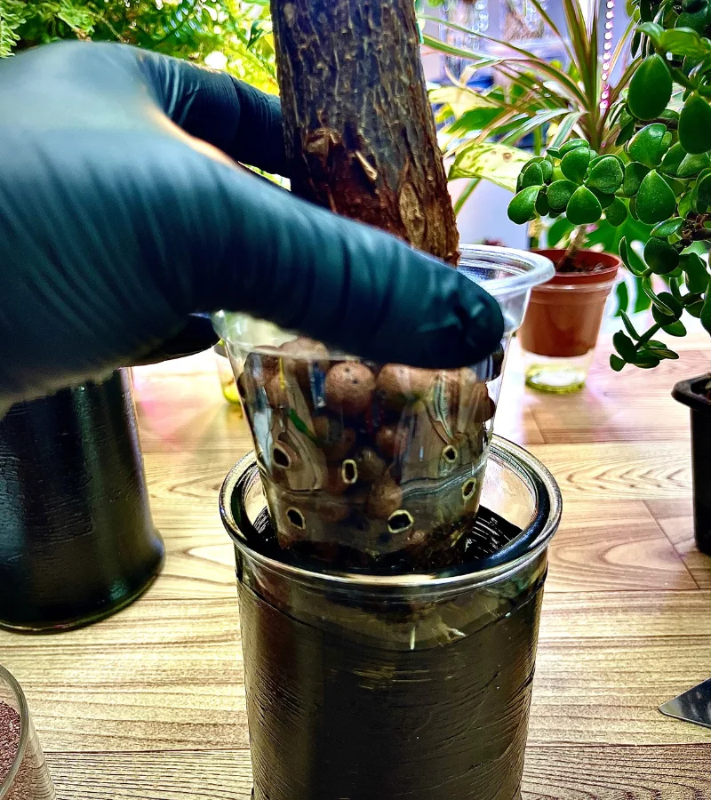 نبتة الباشيرا زراعة مائية