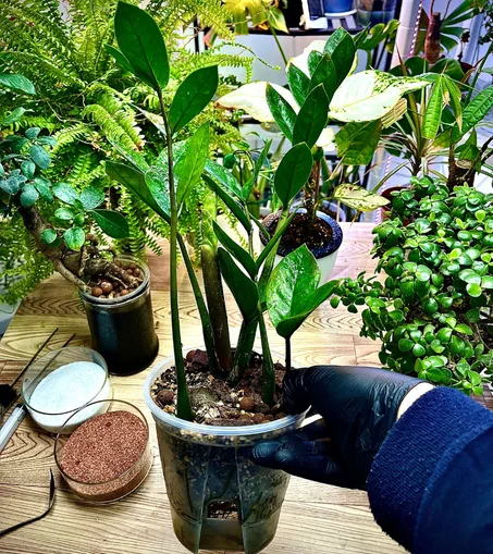 نبات الزاميا في قوار شفاف ذاتي الري