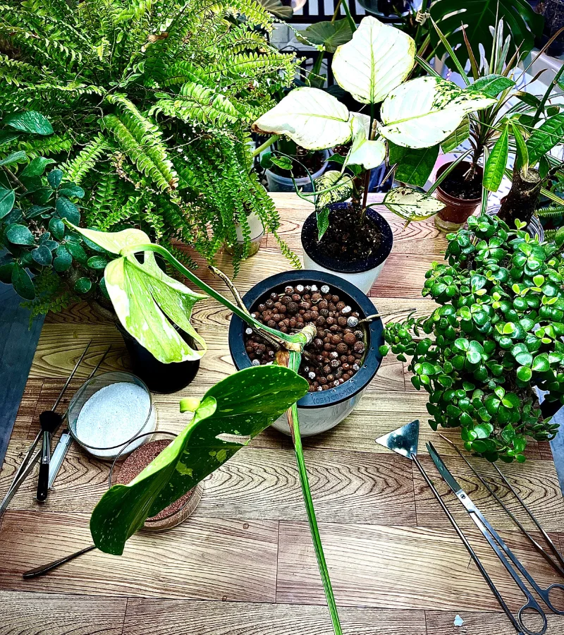 نبتة مونستيرا المبرقشة النادرة زراعة مائية