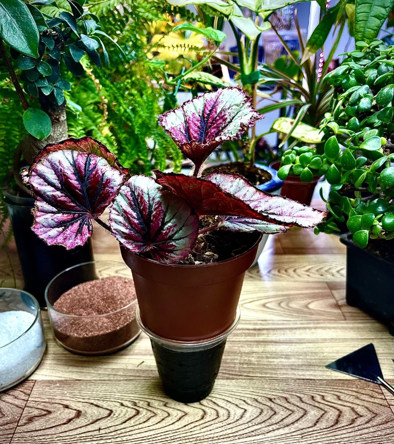 بيقونيا احمر وعاء ذاتي الري