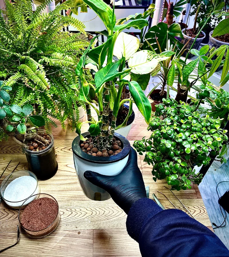 نبات الديفنباخيا بقوار زراعة مائية