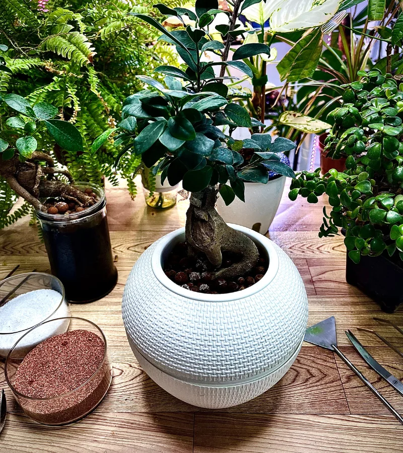 نبتة البونساي زراعة مائية قوار ابيض دائري