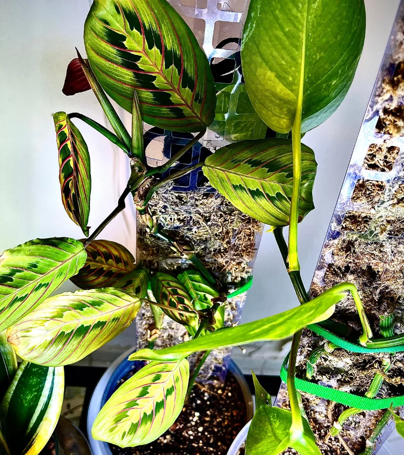 نبتة الكلاثيا مع عامود الموس