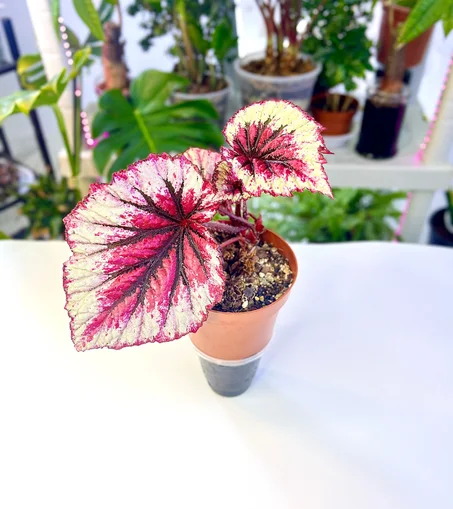 بيقونيا احمر وعاء ذاتي الري