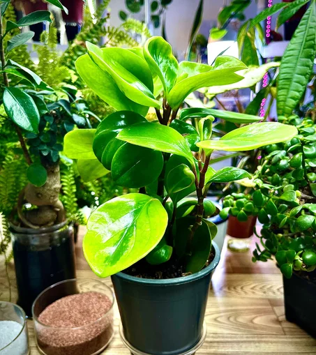 نبتة الببروميا الخضراء حوض ريذاتي