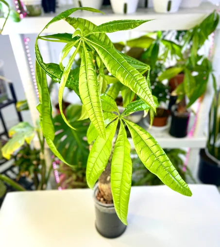 نبتة الباشيرا زراعة مائية