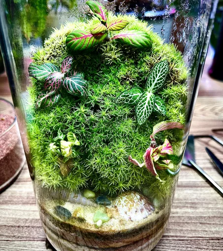 غابة الربيع الخضراء