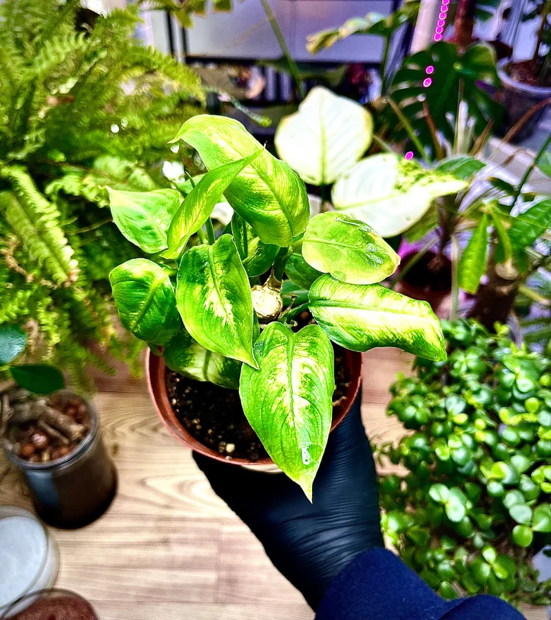 نبتة ديفنباخيا قوار عادي ذاتي الري حجم صغير