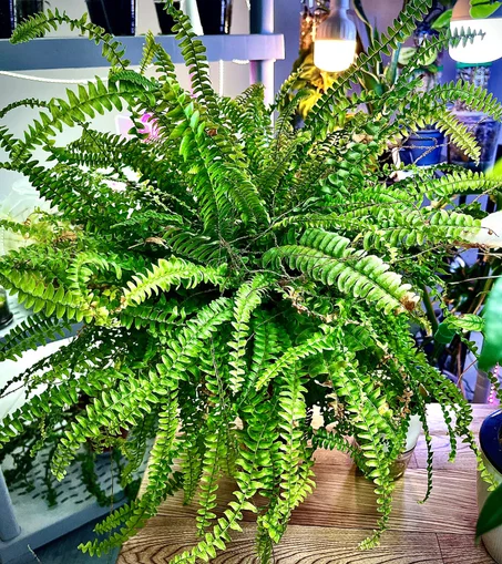 نبات الخنشار ذاتي الري