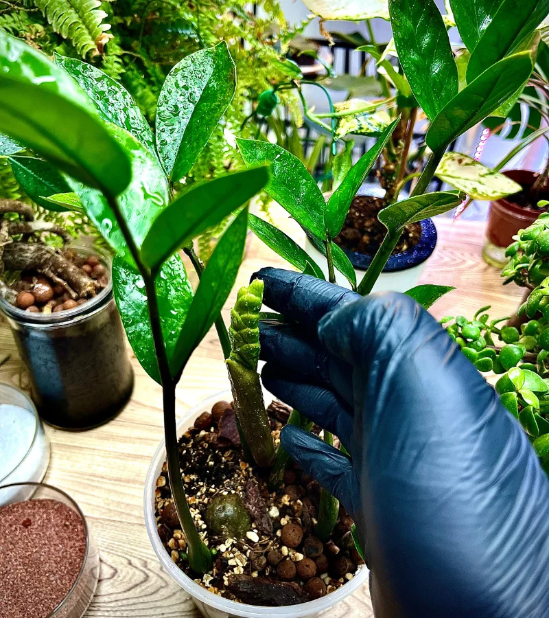 نبات الزاميا في قوار شفاف ذاتي الري