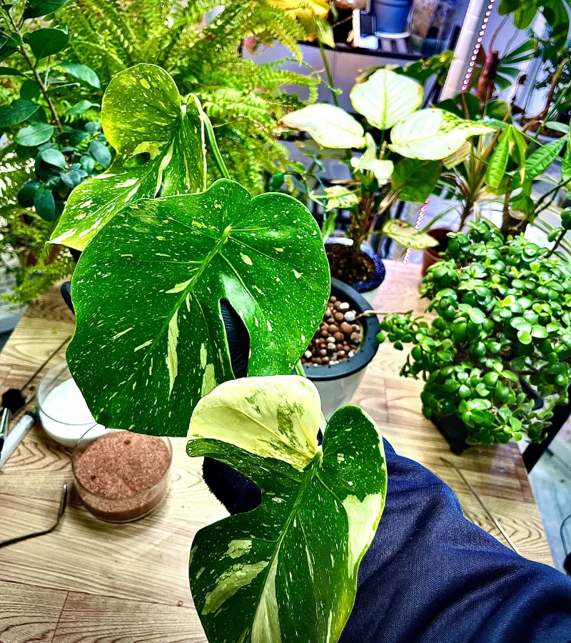 نبتة مونستيرا المبرقشة النادرة زراعة مائية