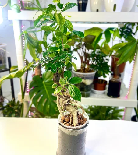 بونساي صغيرة  زراعة مائية