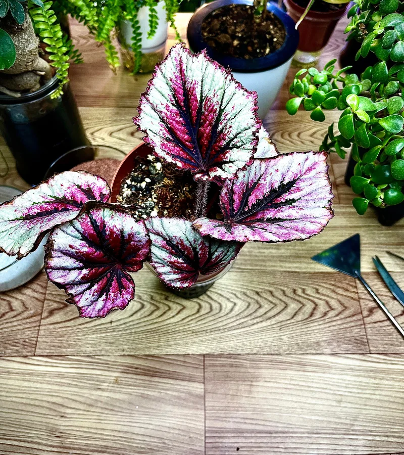 بيقونيا احمر وعاء ذاتي الري