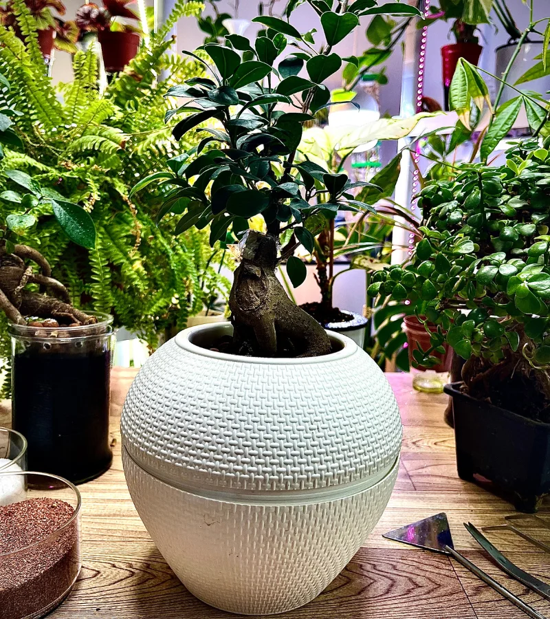 نبتة البونساي زراعة مائية قوار ابيض دائري