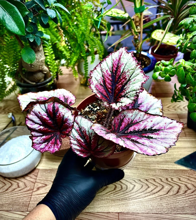 بيقونيا احمر وعاء ذاتي الري