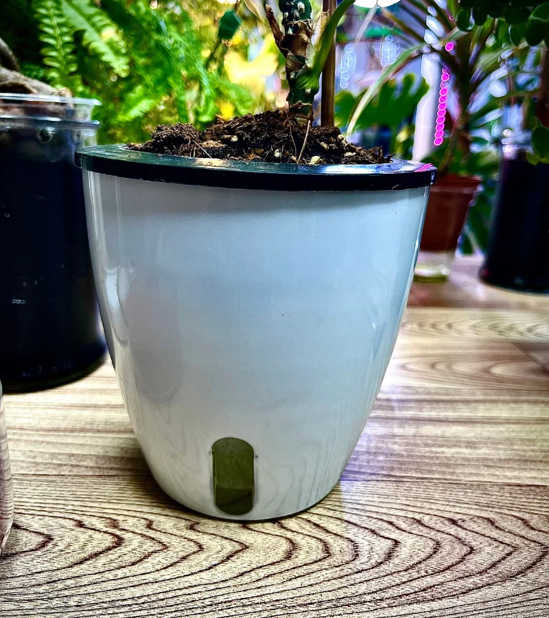 نبتة اجلونيما بيضاء في وعاء ذاتي الري