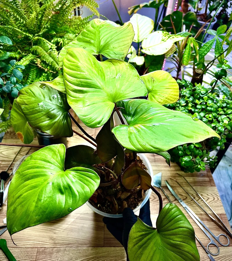 نبات الهامولينا في قوار شفاف ذاتي الري