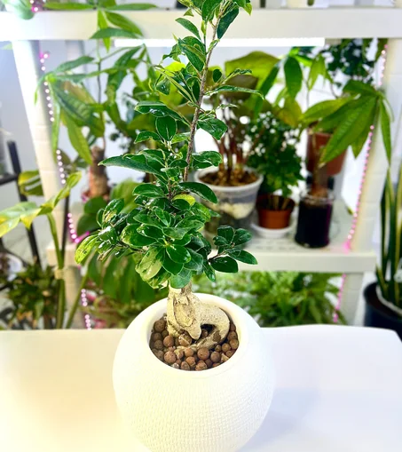 نبتة البونساي زراعة مائية قوار ابيض دائري