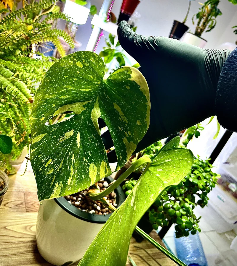 نبتة مونستيرا المبرقشة النادرة زراعة مائية