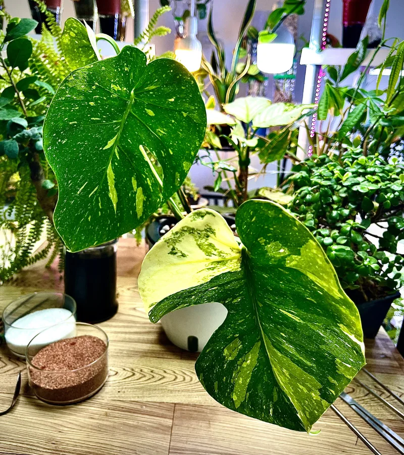 نبتة مونستيرا المبرقشة النادرة زراعة مائية