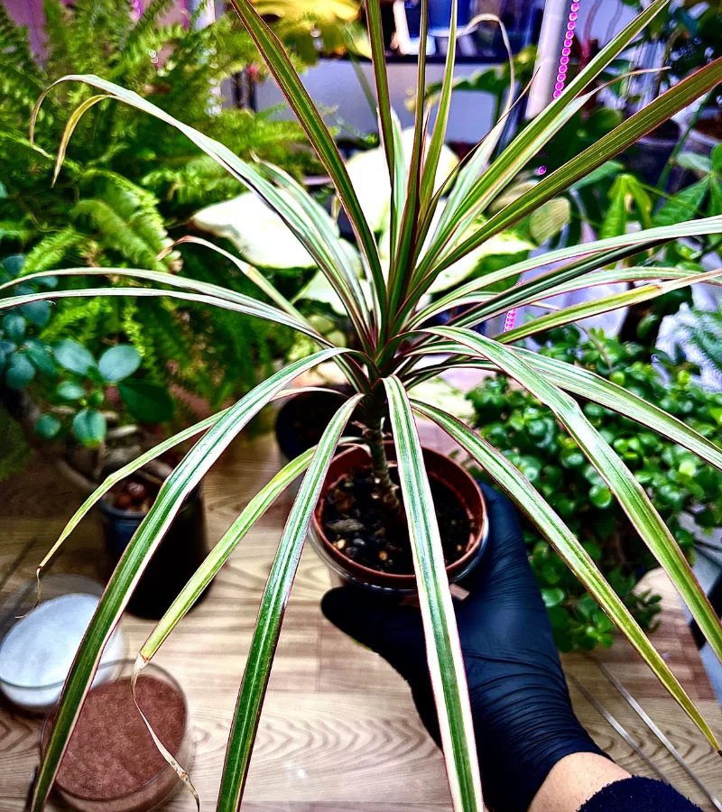 نبتة الدراسينا الصغيرة