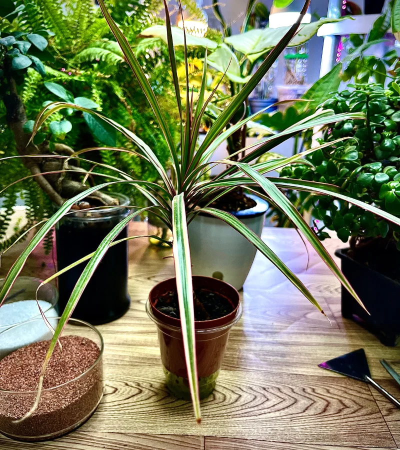 نبتة الدراسينا الصغيرة