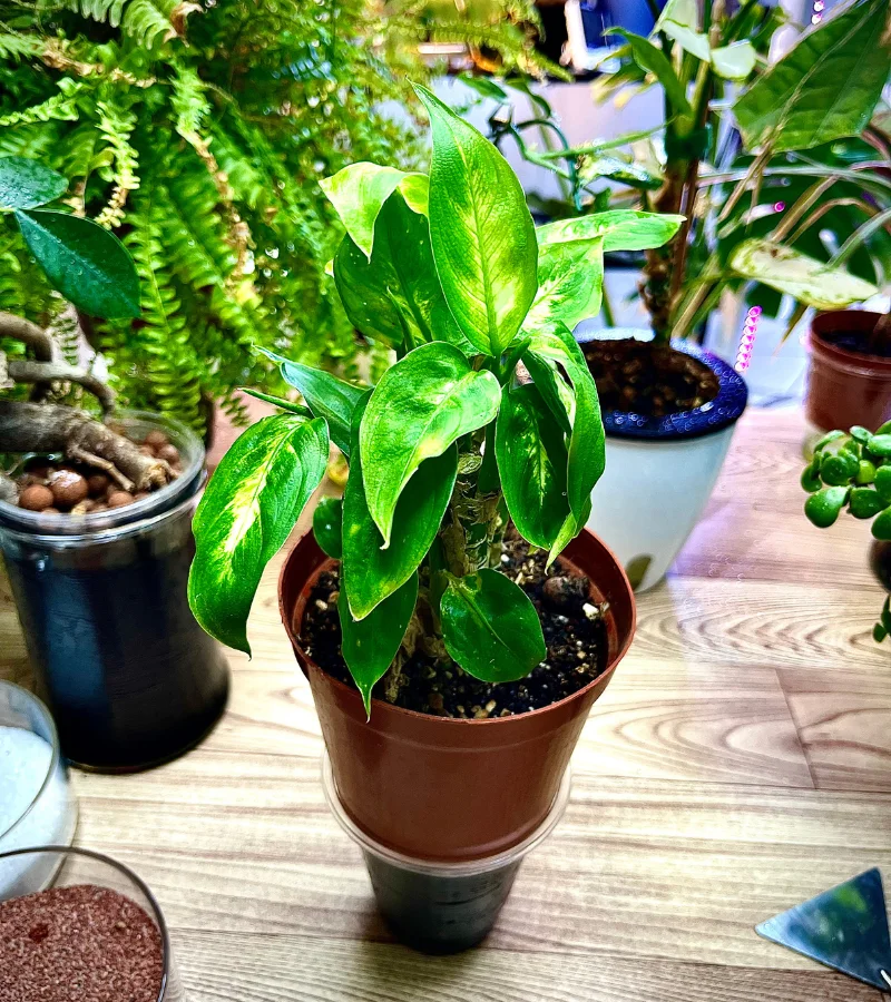 نبتة ديفنباخيا قوار عادي ذاتي الري حجم صغير