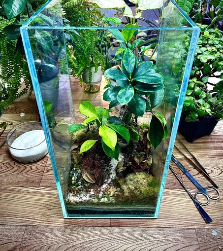 غابة البونساي الكبيرة