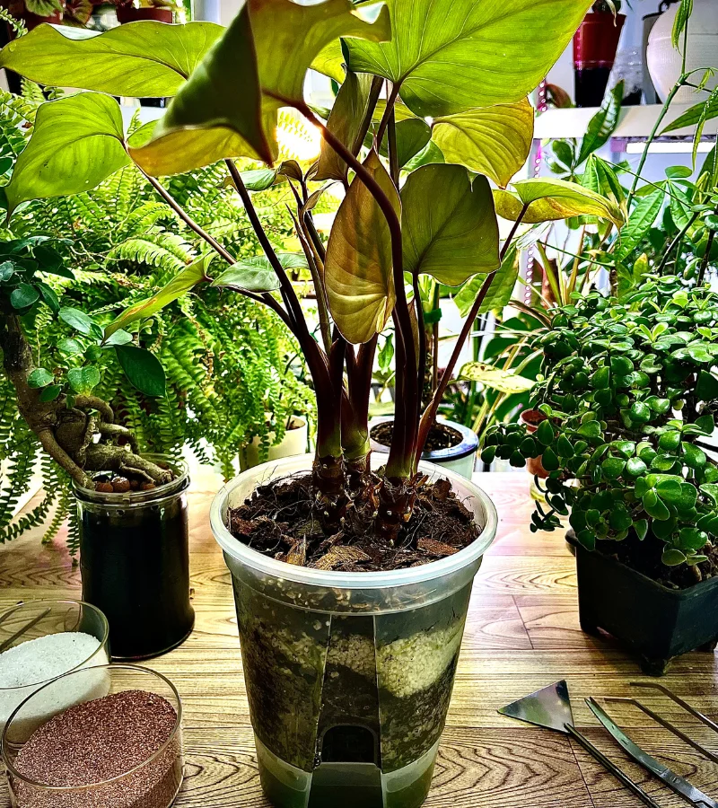 نبات الهامولينا في قوار شفاف ذاتي الري